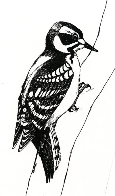 Montour Preserve, downy woodpecker