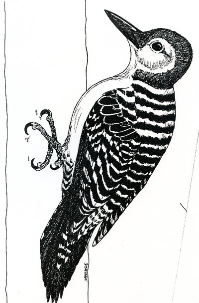 Montour Preserve, red headed woodpecker