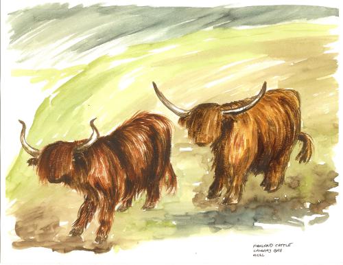 Isle of Luing, Scotland Highland cattle 2