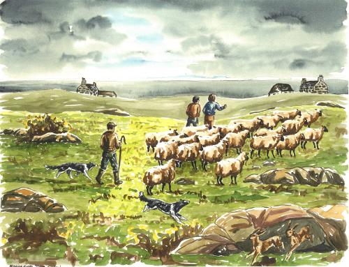 Isle of Tiree, Scotland Gathering sheep