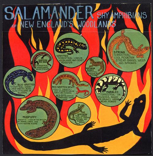 Salamander poster