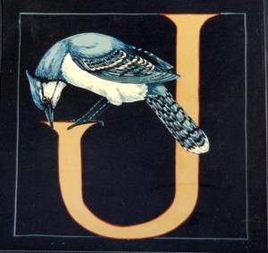 J: Blue Jay