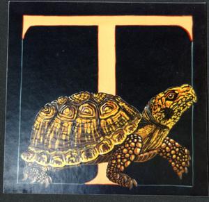T: Box Turtle