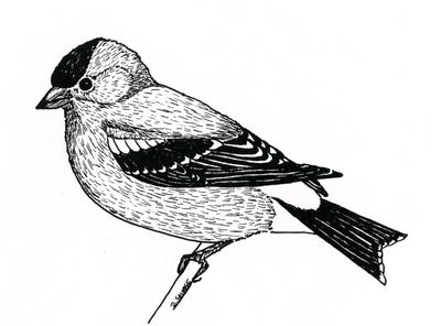 Montour Preserve, goldfinch