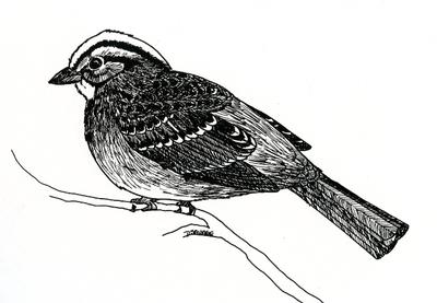 Montour Preserve, sparrow