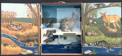 Cape Cod Museum exhibit box, rabbit