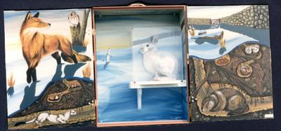 Cape Cod Museum exhibit box, snowshoe hare
