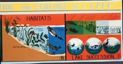 Ecosystem of Lake exhibit, detail 8